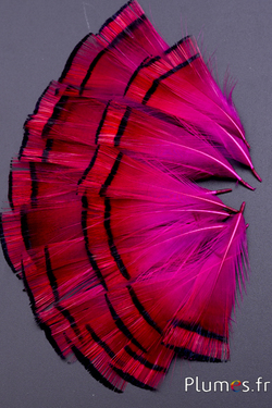 Faisan doré - 4-6 cm - orange doré-fuchsia